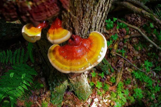 Reishi mushroom
