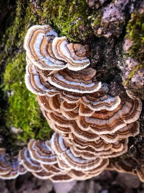 Turkey Tail mushroom